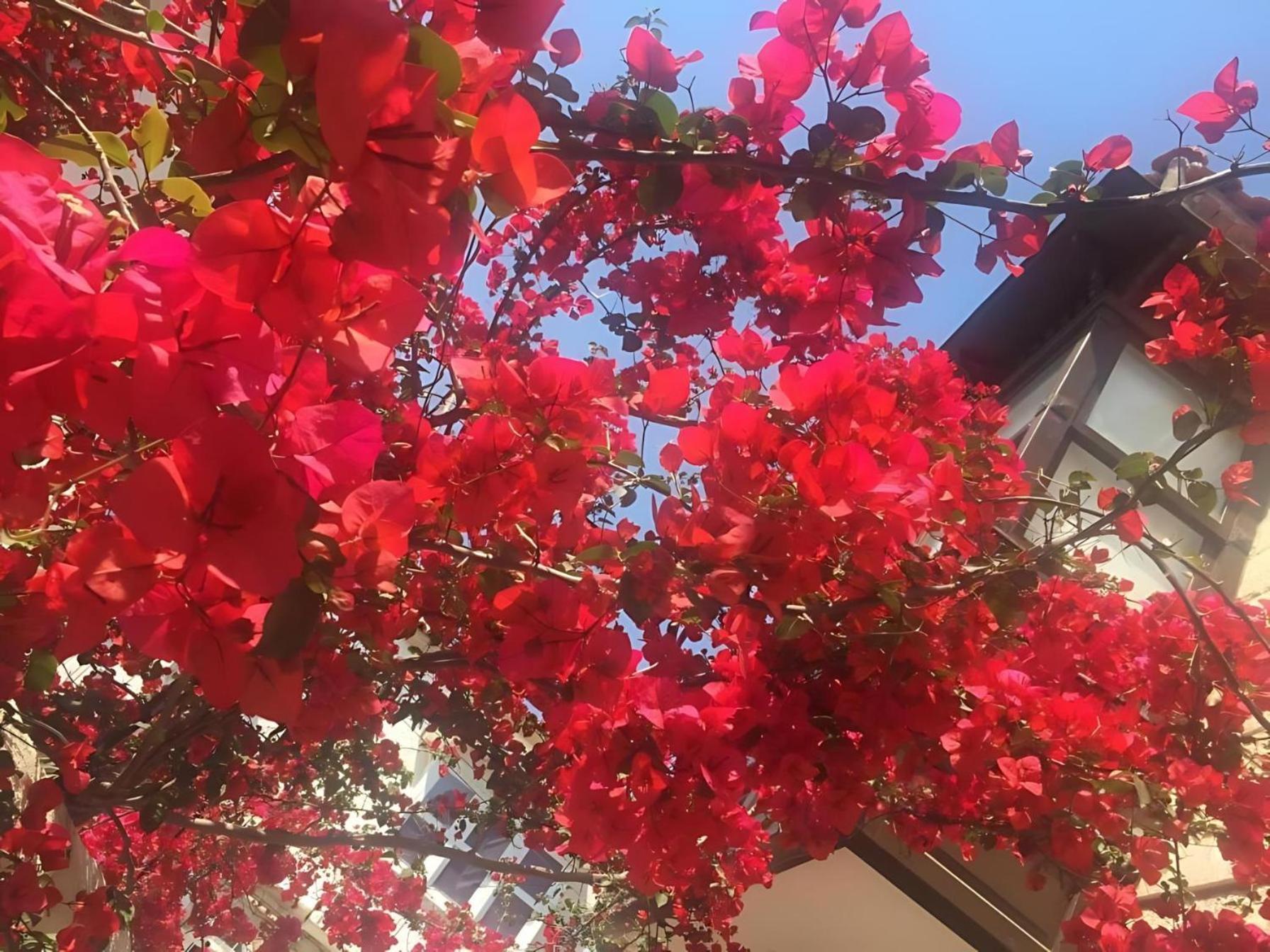 Alayaz Hotel Alacati Kültér fotó